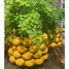 Citron Glaserad Kruka, Small - Yellow (6/fpk)