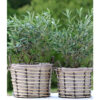 Rosa Korg, 3 set - Beige - Bild 3