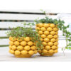 Citron Glaserad Kruka, Small - Yellow (6/fpk) - Bild 4