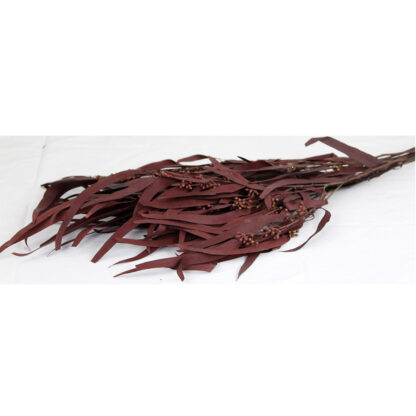 Konserverad Eucalyptus - Röd (12/fpk)