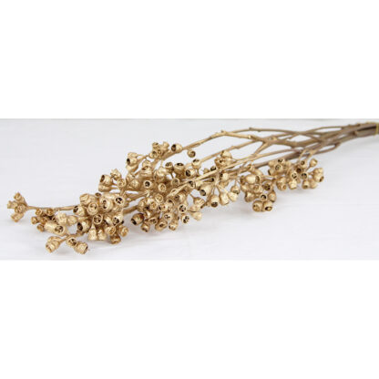 Eucalyptus Globulus - Guld (24/fpk)