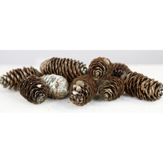Grankotte - Natur/Guld (24/fp)
