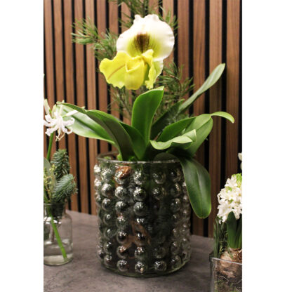 Goliat Glasvas Bubblig - Klar (6/fp)
